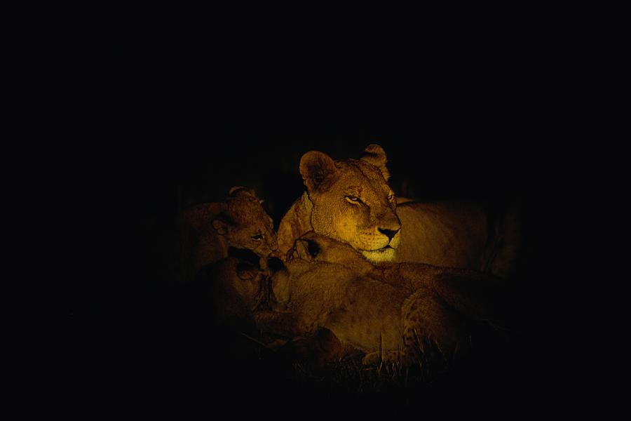 are lions nocturnal animals