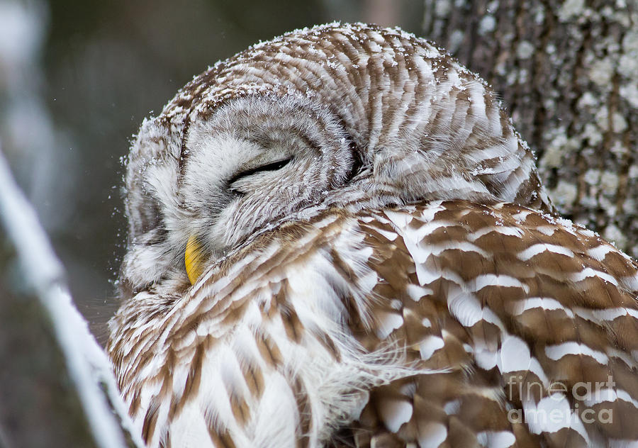 sleeping-owl-michel-soucy.jpg