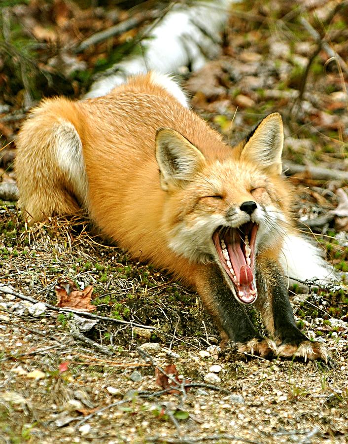 Sleepy Fox Photograph By Rick Frost