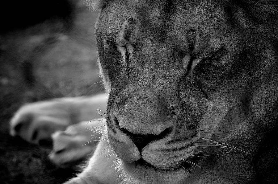  - sleepy-lioness-arturo-pena