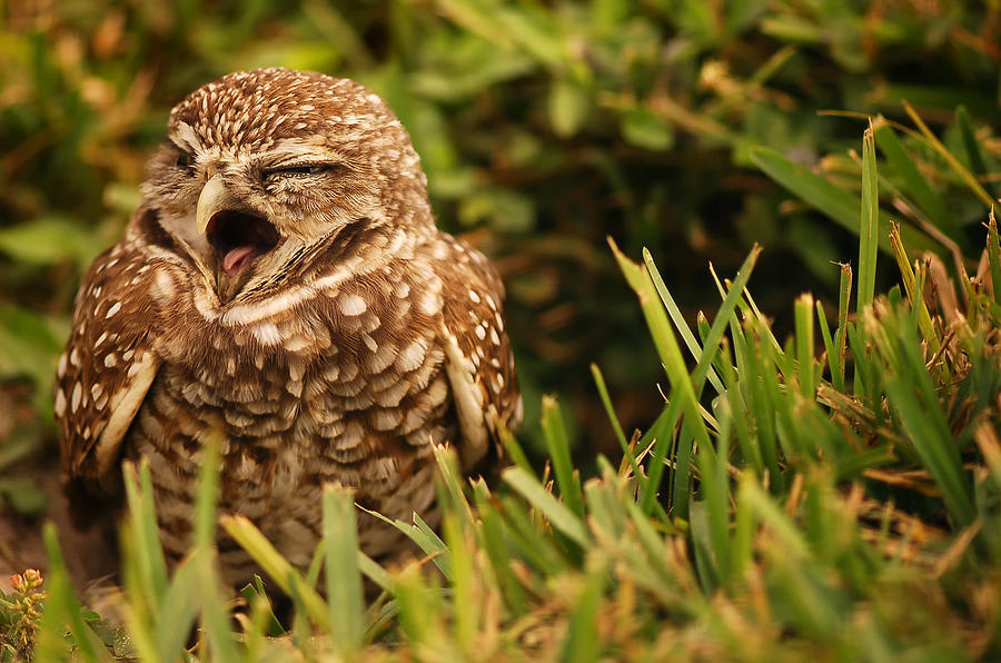 sleepy-owl-mandy-wiltse.jpg