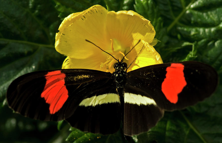 Postman Butterfly