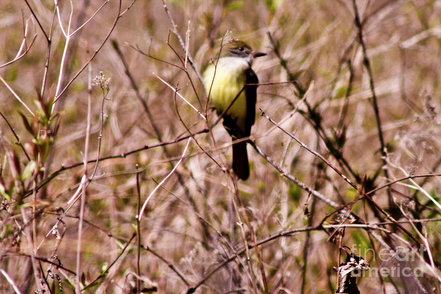  - small-yellow-bird-eric-belford