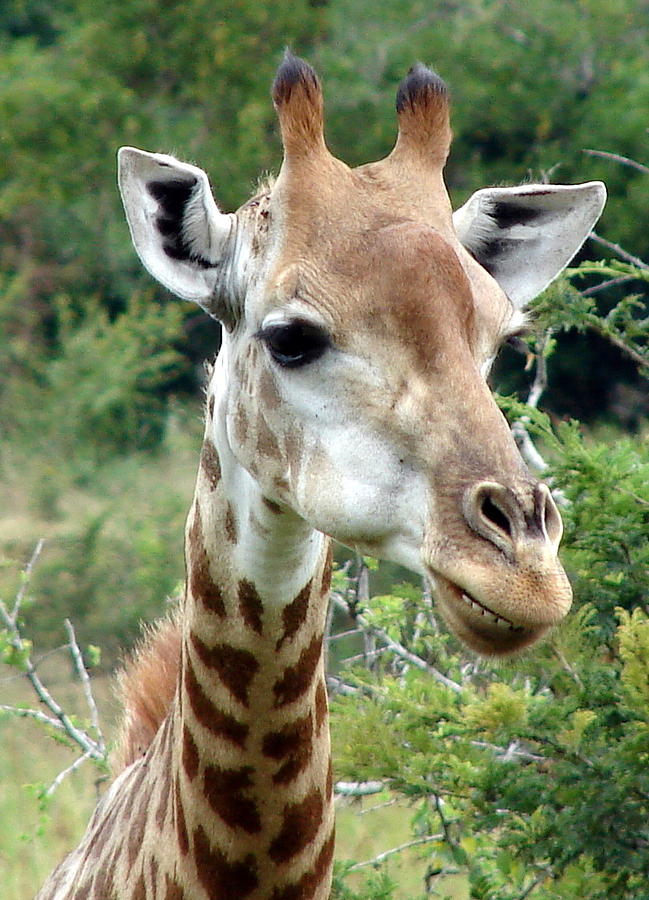 Giraffe Smiling