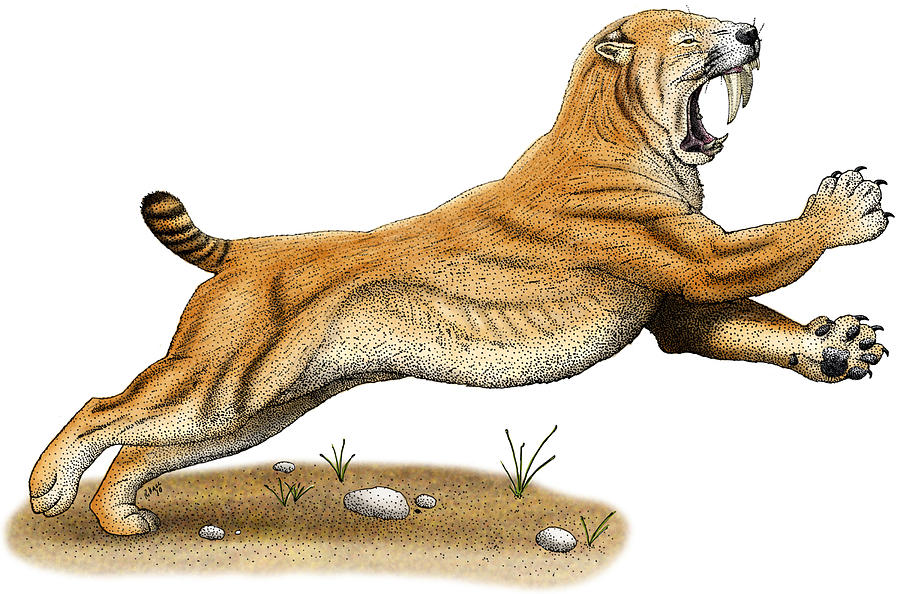 Smilodon Saber-tooth Tiger Drawing - Smilodon Saber-tooth Tiger Fine