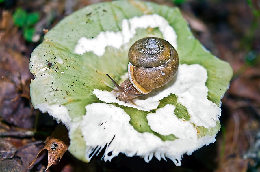 Snail On A Mushroom Photograph By Susan Leggett Fine Art America