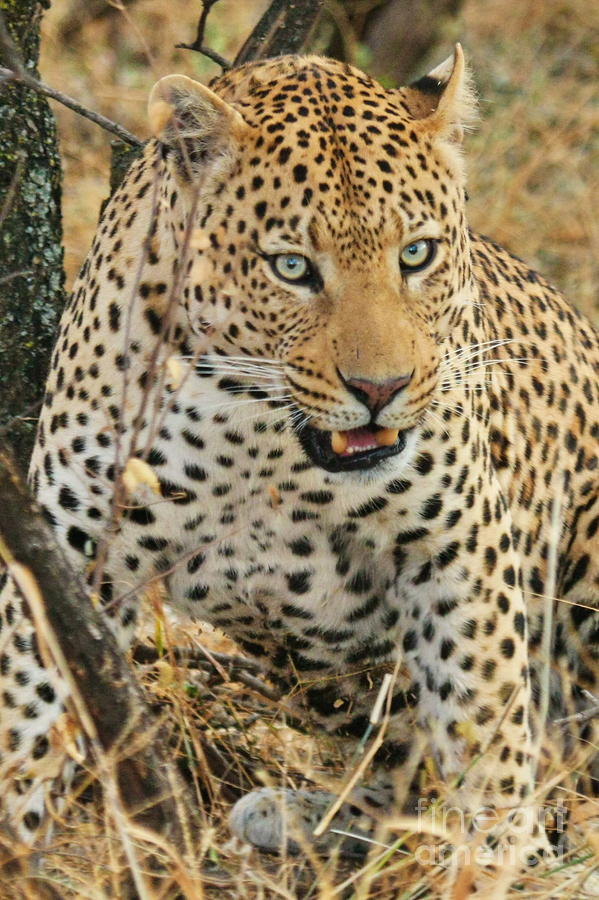 leopard snarling