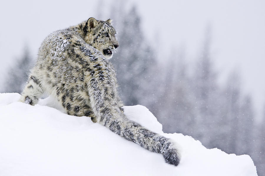 http://images.fineartamerica.com/images-medium-large/snarling-snow-leopard-paul-burwell.jpg