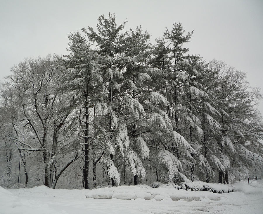  - snow-trees-thomas-macpherson-jr