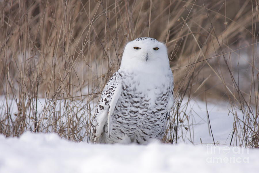 Owl Snow