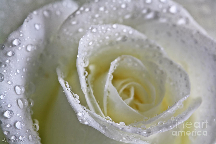 Snow White Rose Photograph By Tracy Hall