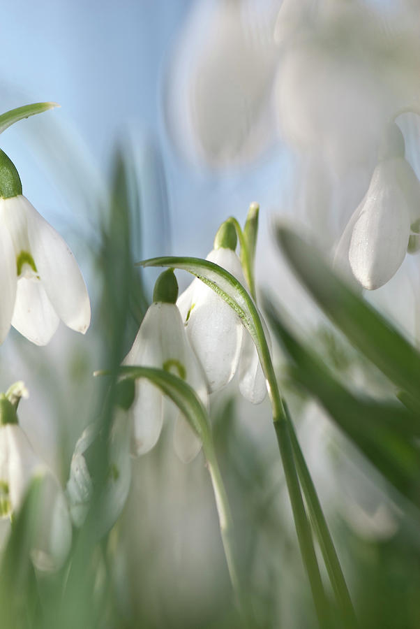  - snowdrops-david-hollingworth