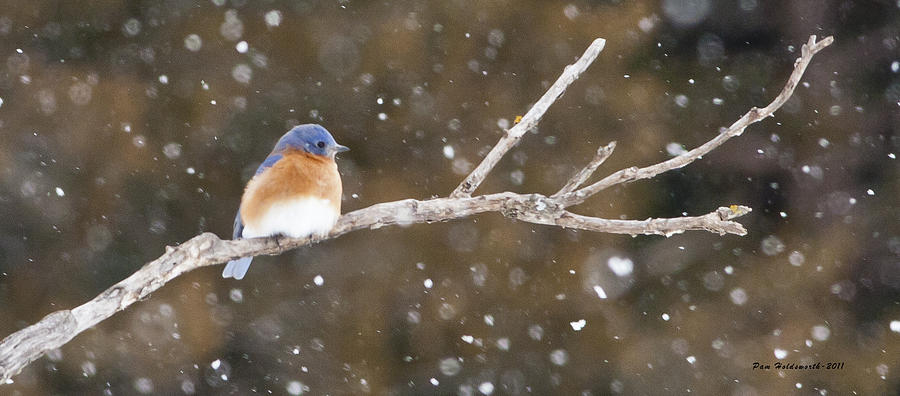 Snowy Bluebird Photograph By Pam Holdsworth