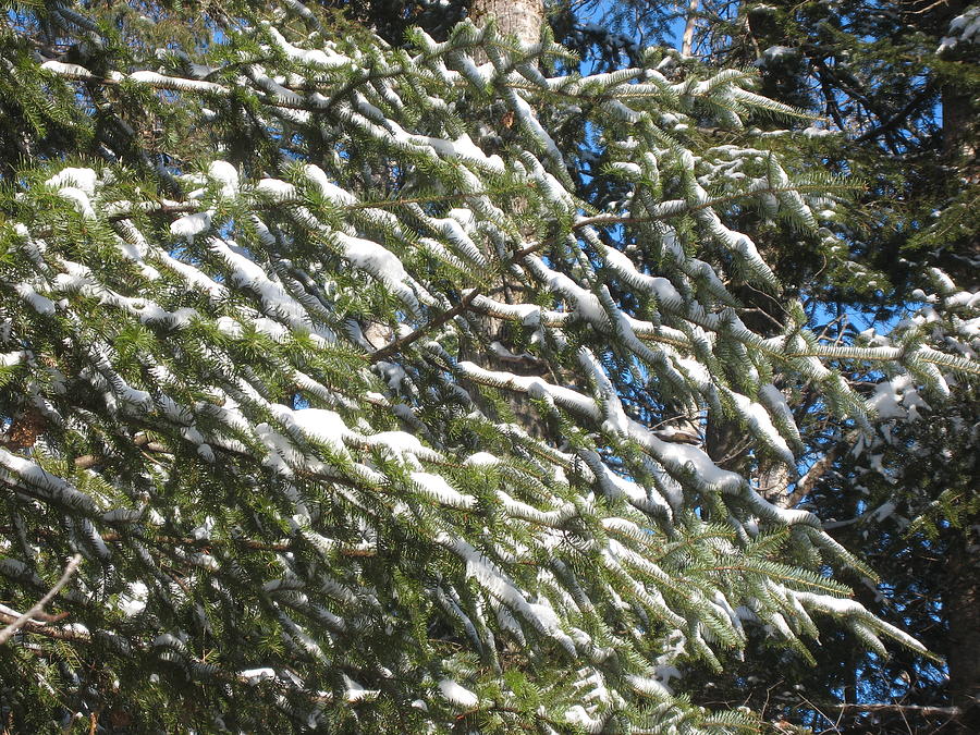  - snowy-branches-2-chris-hearn