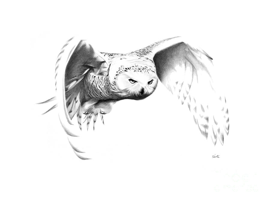 Snowy Owl Drawing by Bryan Knudsen