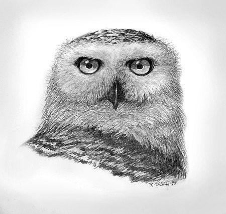 Snowy Owl by Rich DiSilvio