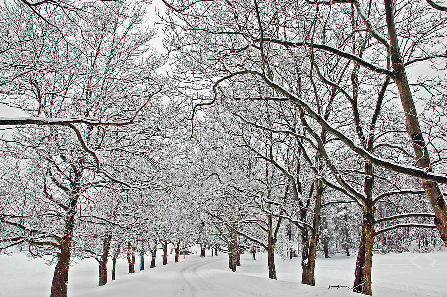 Snowy Treeline