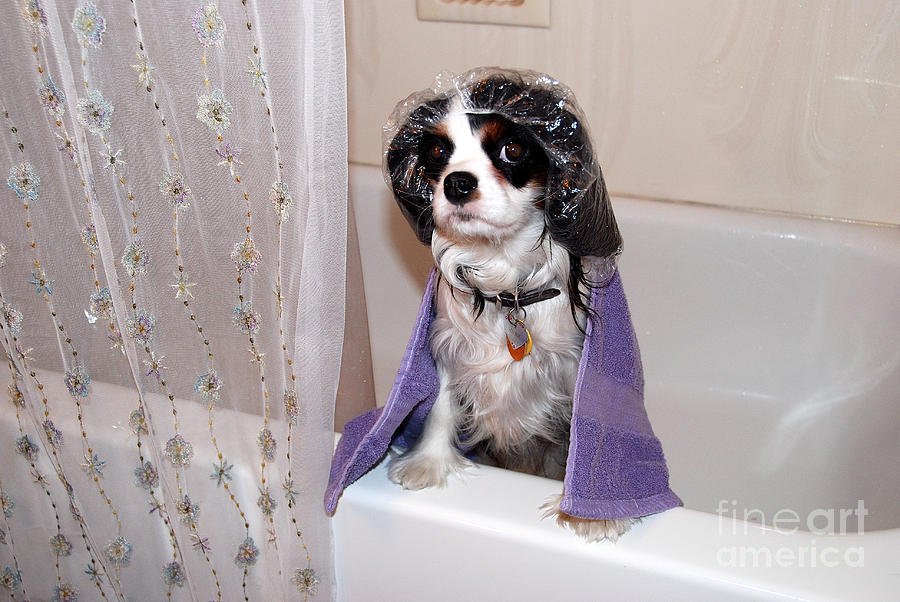  - sophie-takes-a-bath-dave-recker