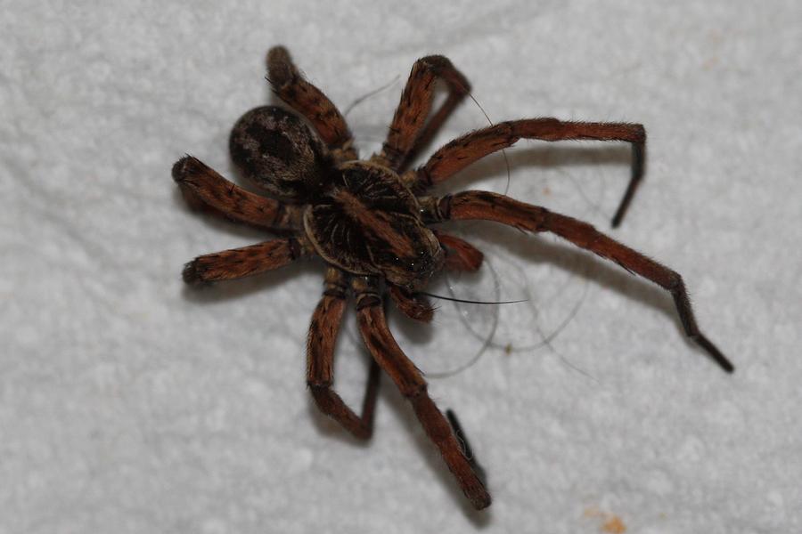 grounded wolf spiders