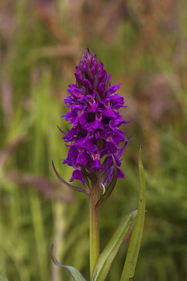 Southern Marsh Orchid