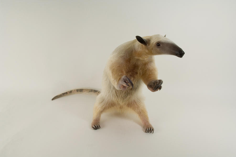 tamandua stuffed animal