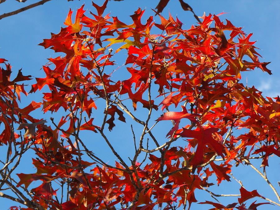 spanish-oak-tree-in-texas-photograph-by-rebecca-cearley