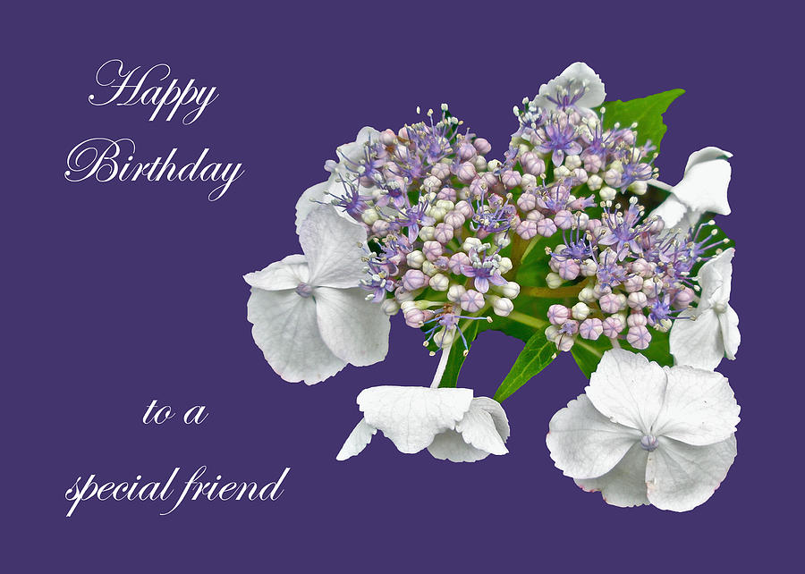 Special Friend Birthday Card Blue Lace Cap Hydrangea Photograph By