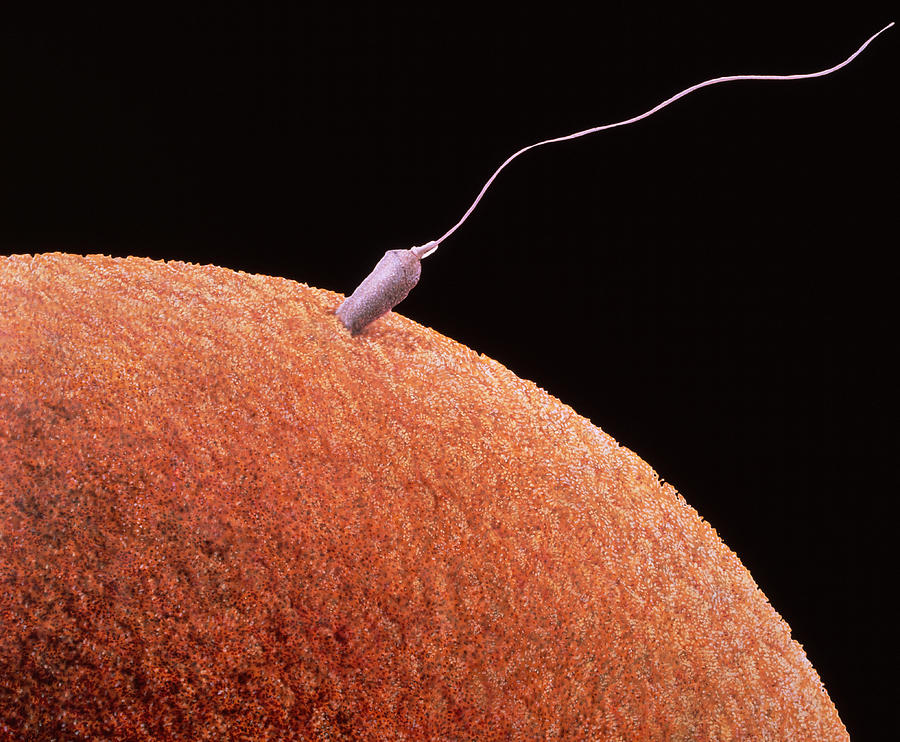 sperm-fertilizing-egg-francis-leroy-bioc