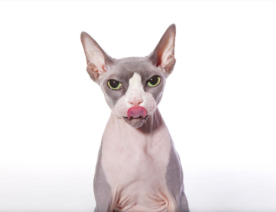 Sphynx Cats Price  animalgals