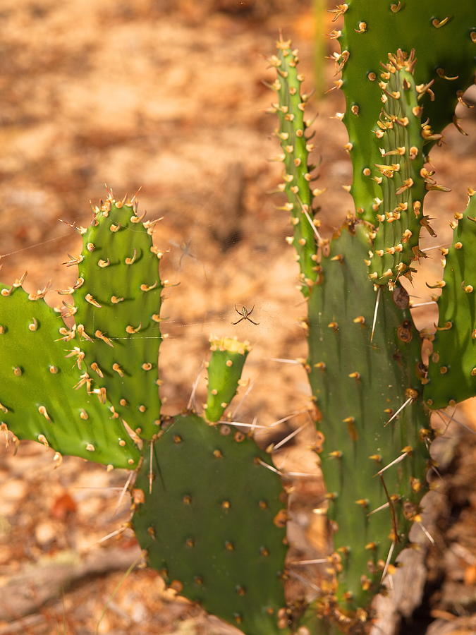 Spider On Cactus Photograph by Luis Lugo