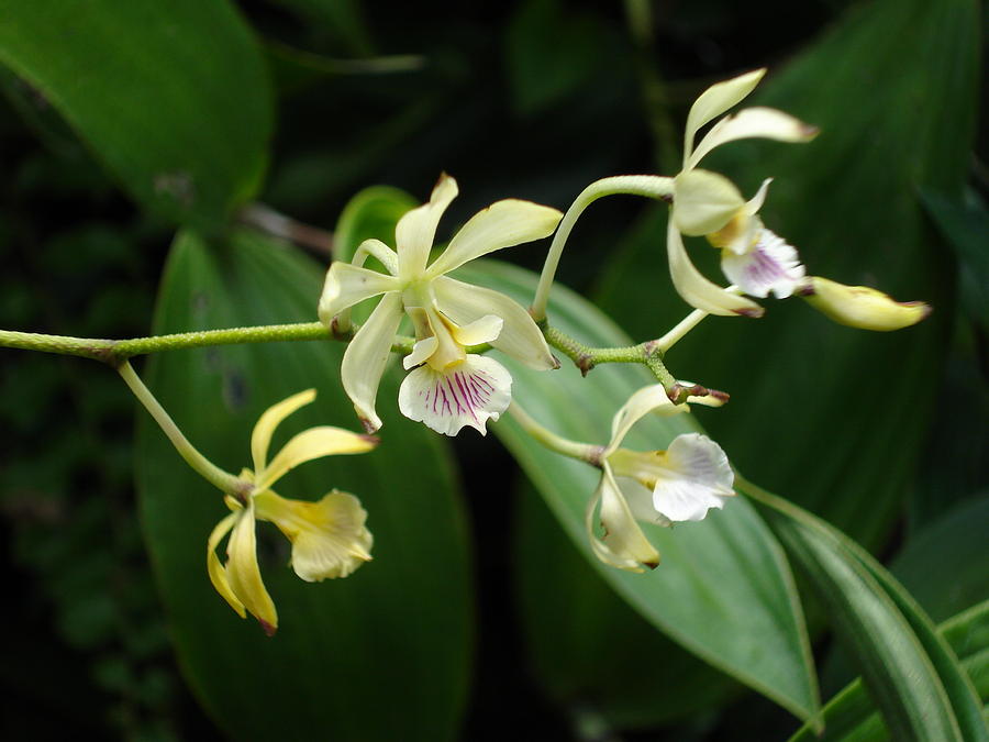 Summer Spider Orchid