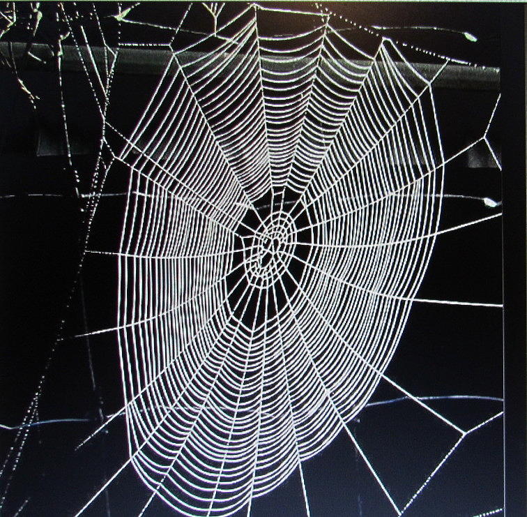 Spiders Web