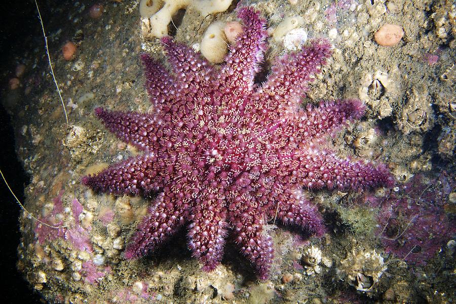 Spiny Sunstar Photograph By Alexander Semenov Pixels