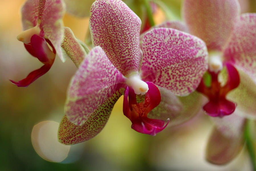  - spotted-cream-and-magenta-orchids-norman-drake