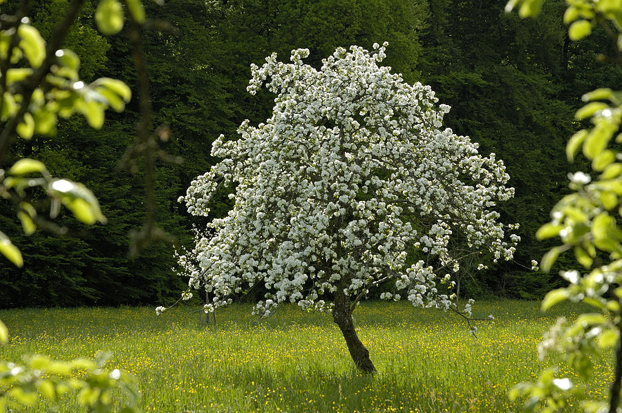 Blossoming Apple Tree