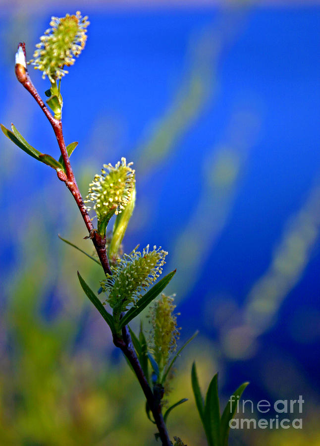 spring budding