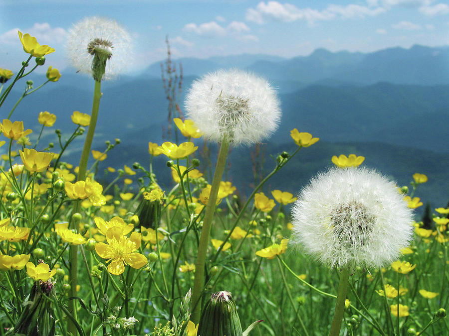 Spring Flower Meadow