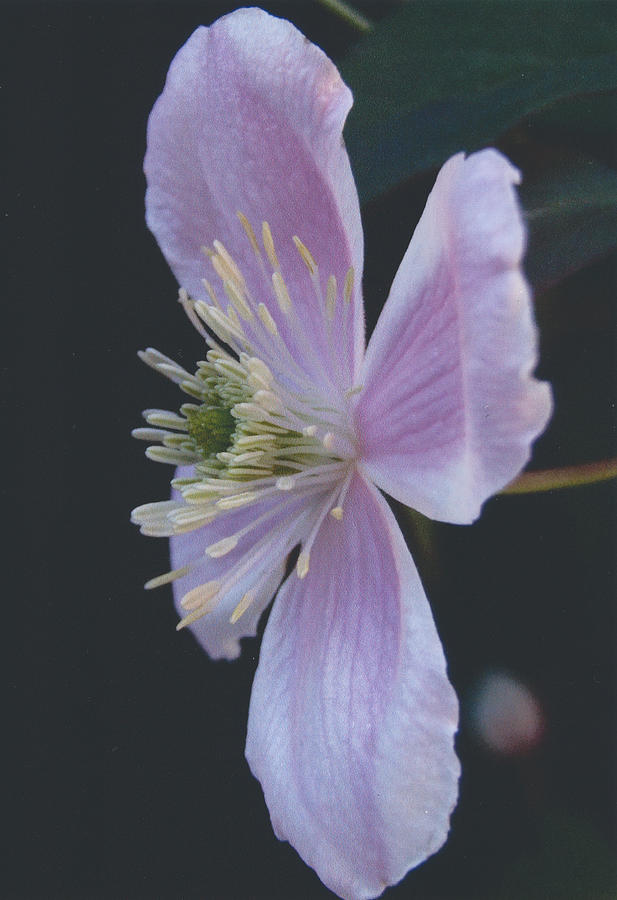 Spring Flowering Clematis