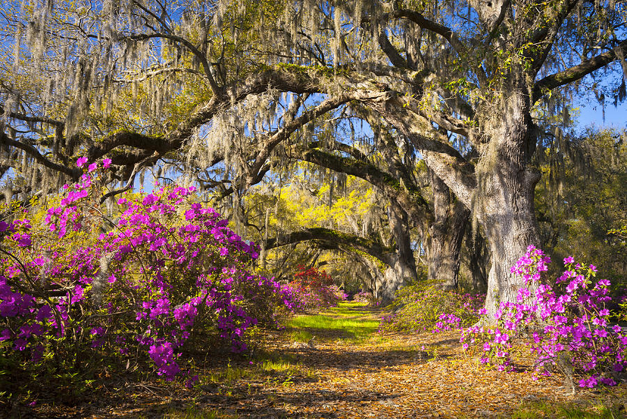 Spring Flowers Charleston Sc Azalea Blooms Deep South Landscape