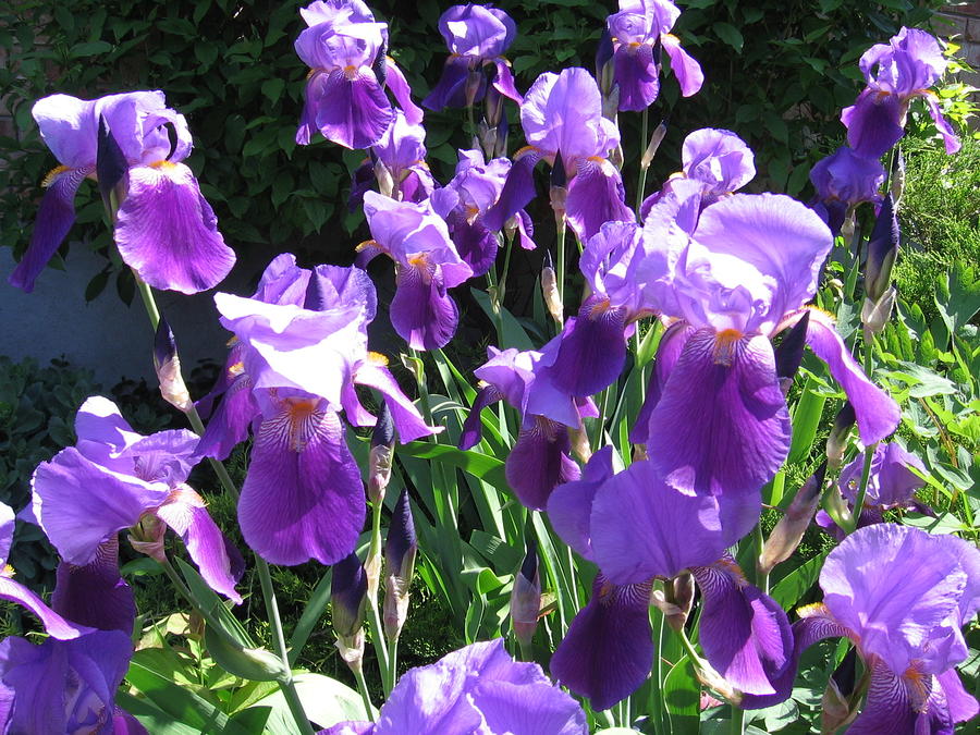 Spring Iris