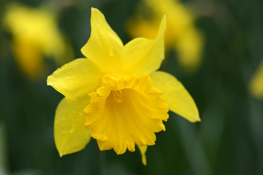 Spring Flowers Daffodils
