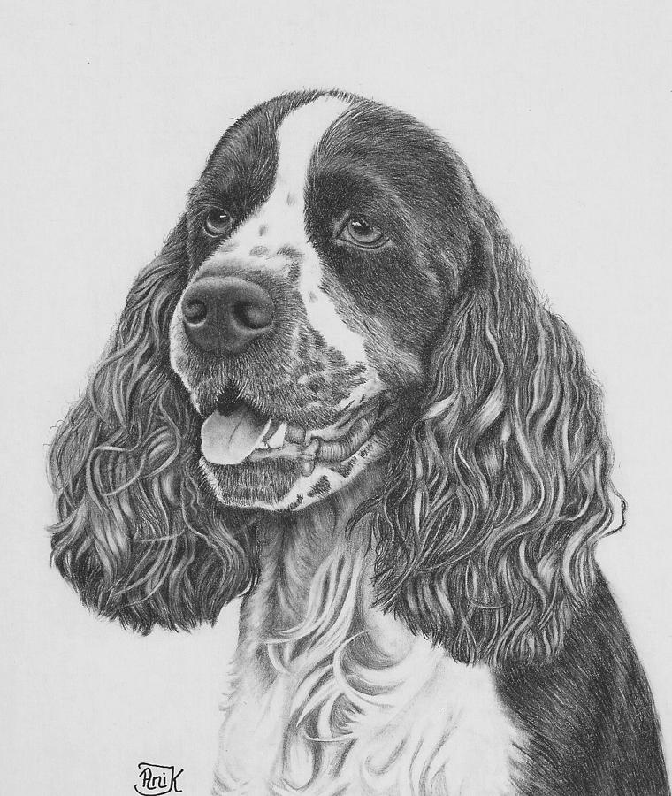 Springer Spaniel Drawing