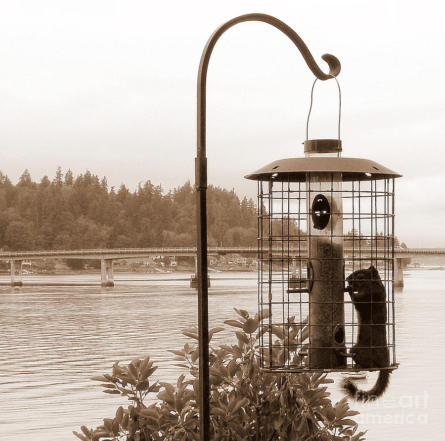 Squirrel Proof Feeder