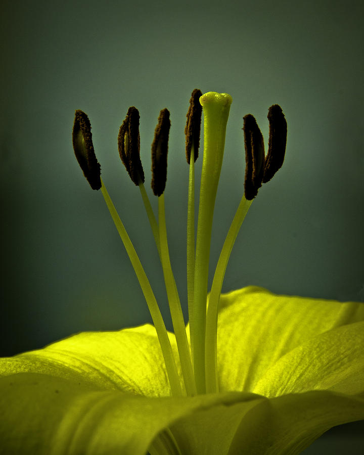 Stamens And Pistil Of Lily Photograph By Bob Mulligan