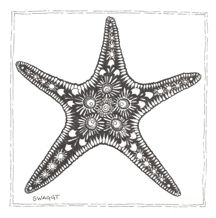 Sea Star Drawing