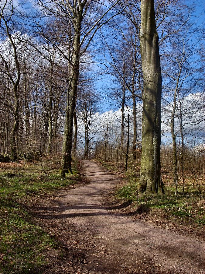  - stehag-forest-path-2-sarah-linton