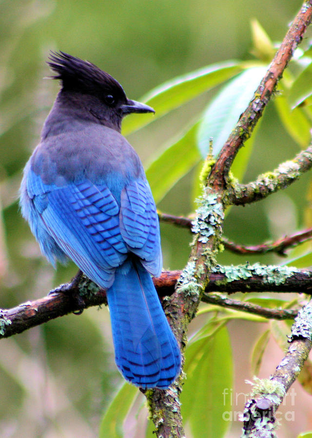 stellar blue jay by nick gustafson stellar blue jay by nick gustafson