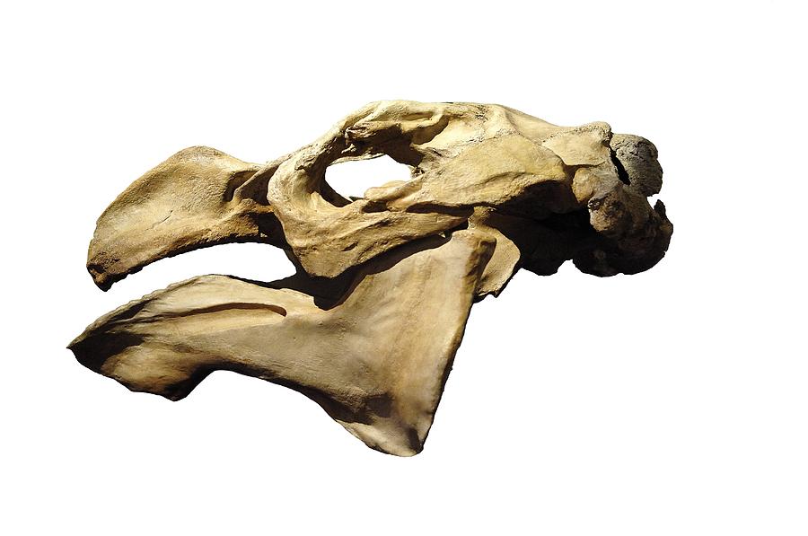 Steller's Sea Cow Skull Photograph by Chris Hellier