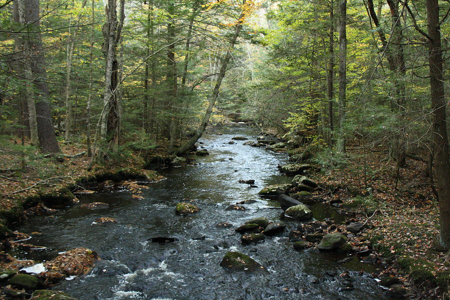 Stream In The Woods Photograph By Jim Pokorny