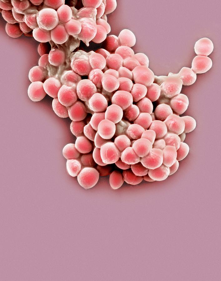 Streptococcus Thermophilus Bacteria Sem Photograph By Steve